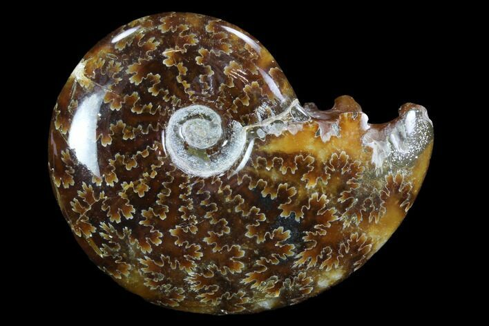 Polished, Agatized Ammonite (Cleoniceras) - Madagascar #97249